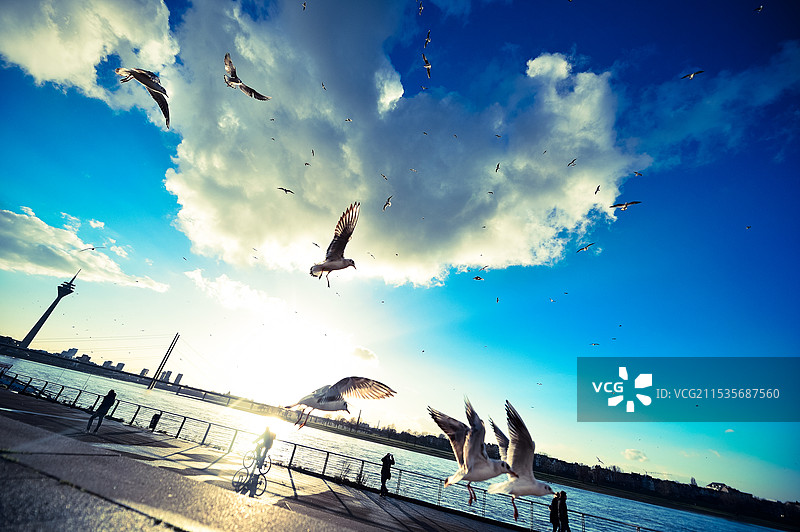德国码头边的海鸥的行人图片素材