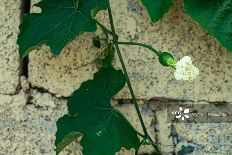中国蔬菜水果农业产品拍摄主题，墙上悬挂的南瓜和北瓜的叶子瓜秧子，户外白昼无人图像摄影图片素材