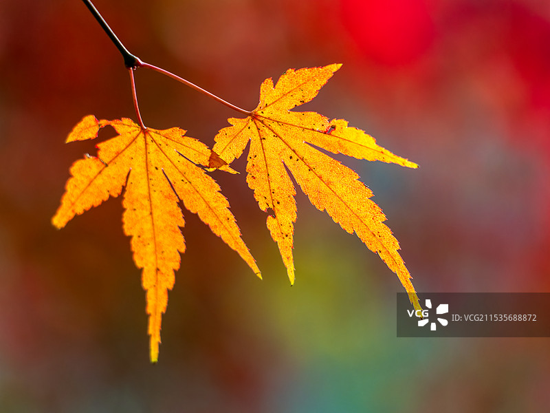 秋日枫叶图片素材