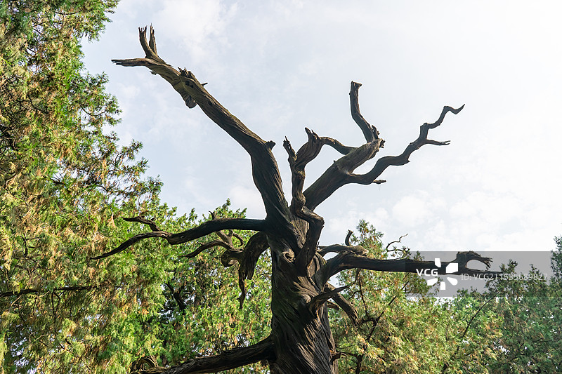 中国山东泰安岱庙著名景点，古老的柏树野生植物，扭曲成麻花的古老孤忠柏树纹理效果特写，户外无人图像摄影图片素材