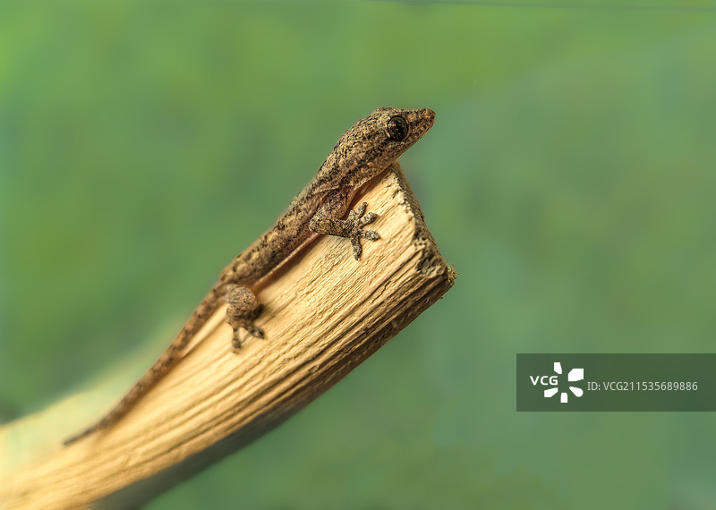 小壁虎图片素材