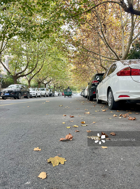 深秋·郑州地润路图片素材