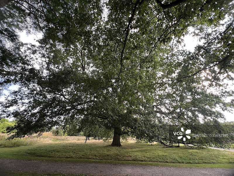 英国雷丁大学植物园大树，独木成林图片素材