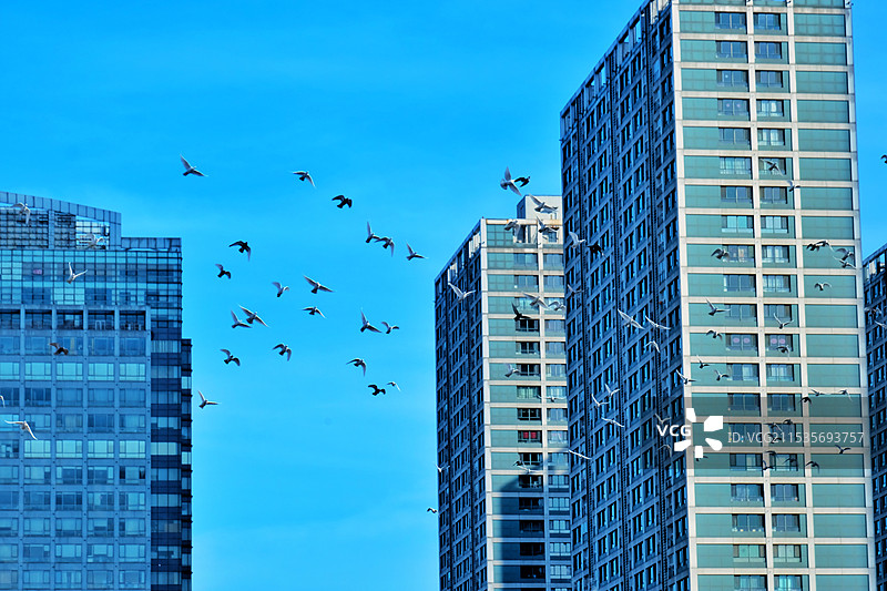 蓝色天空背景下我的城市与鸽群图片素材