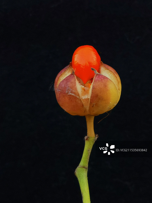 黑色背景下金银忍冬的种子图片素材