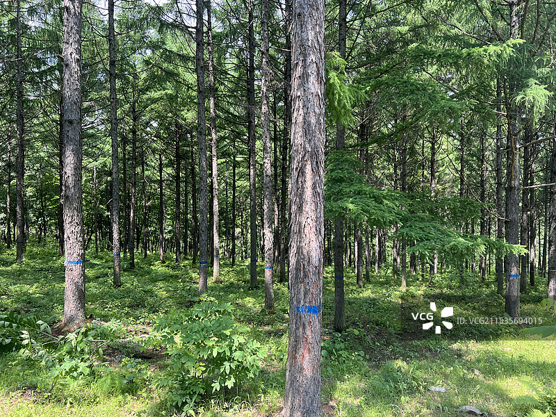 黑龙江省牡丹江市林口县长白落叶松样地图片素材