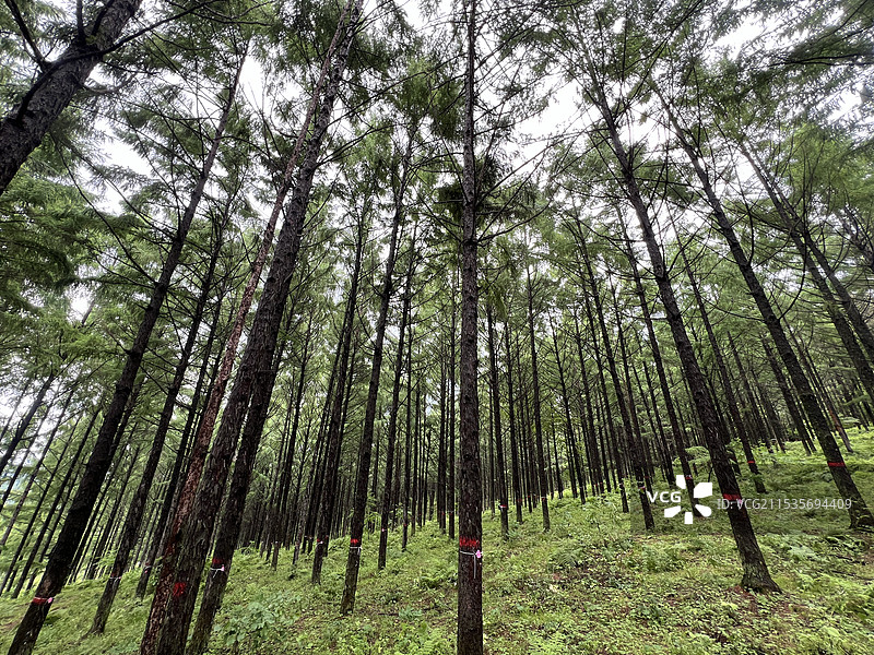 黑龙江省牡丹江市林口县长白落叶松人工林图片素材