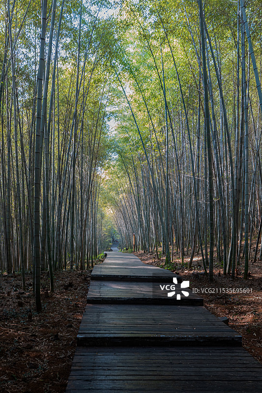 南京游子山风景区-真如禅寺真武庙林中栈道和周边田园风光图片素材