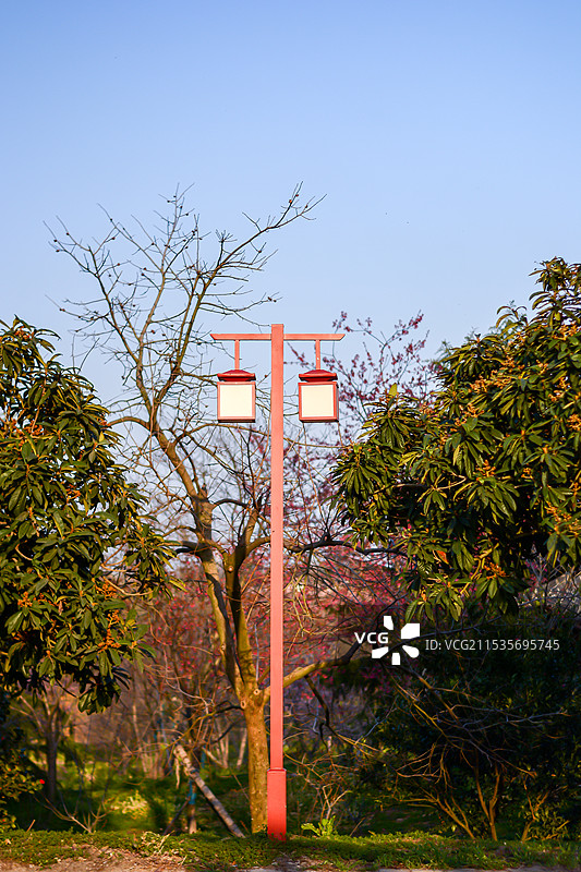 树林里的T形灯箱和灯杆图片素材