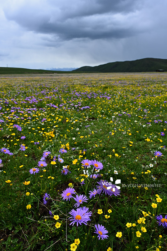 俄么塘花海图片素材