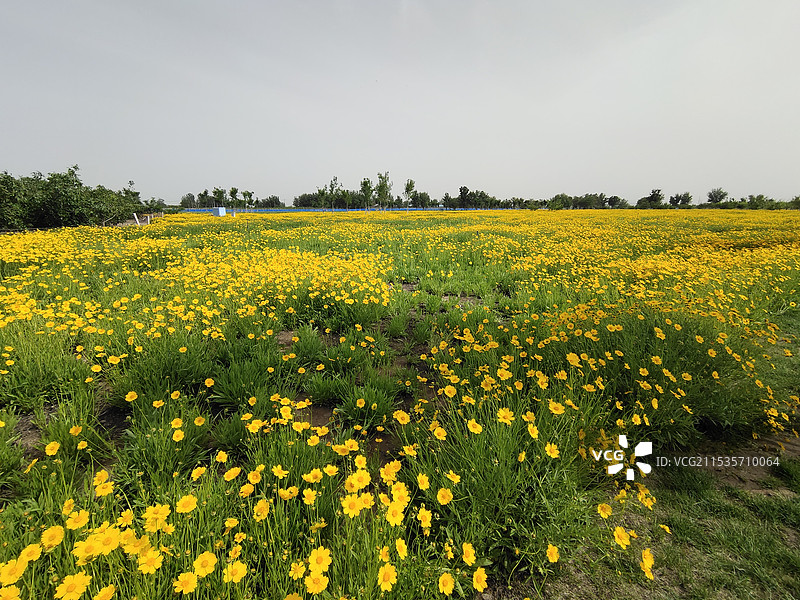 油菜田仰天风景图片素材