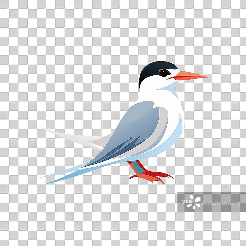 飞翔中的燕鸥捕捉鱼类图片素材