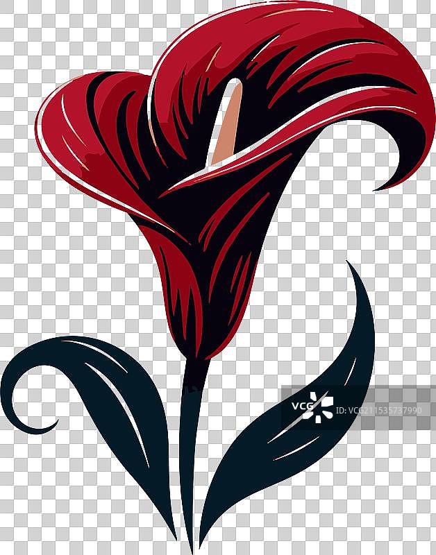 花市出售的马蹄莲图片素材