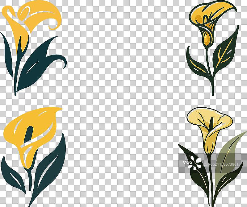 花市出售的马蹄莲图片素材