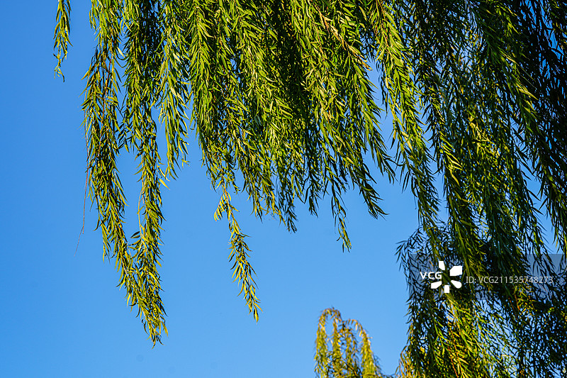微风轻拂的柳叶和蓝天晴空图片素材