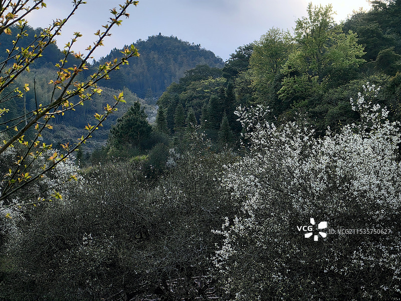 枳壳花开图片素材