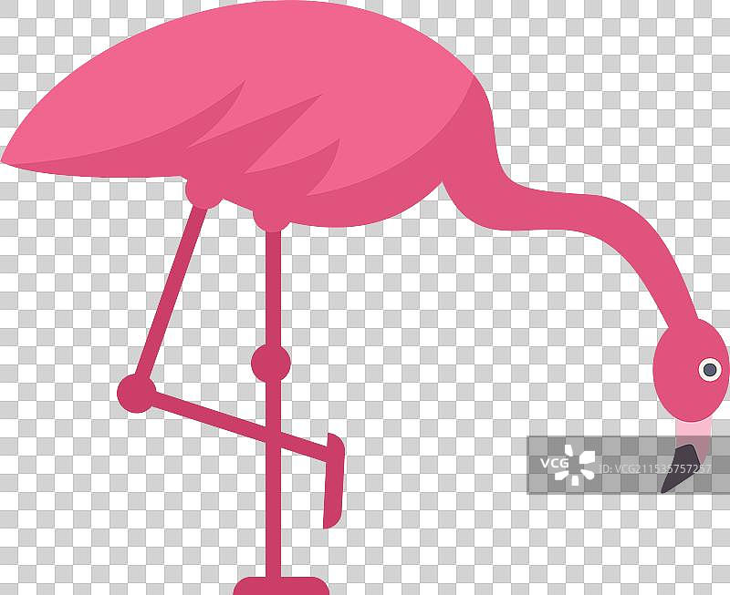 粉色火烈鸟单腿站立，低头观察。图片素材