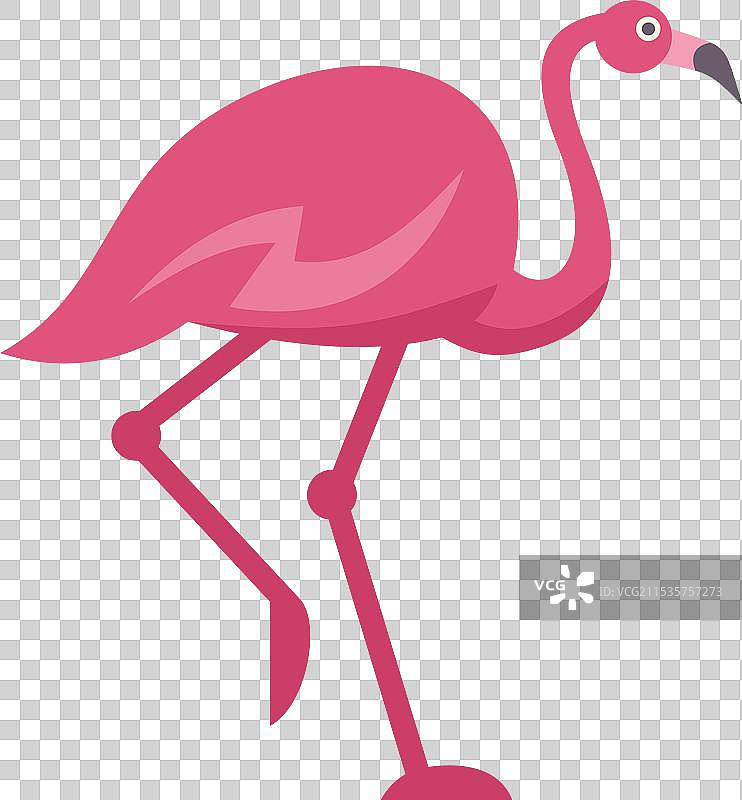粉色火烈鸟，长腿长颈地行走图片素材
