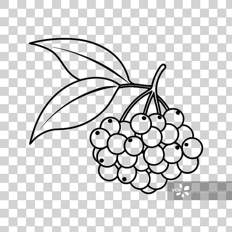 新鲜的接骨木果孤立在白色背景上图片素材