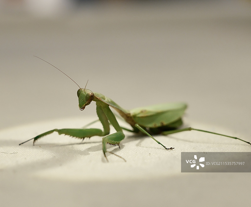 螳螂在餐桌上的特写镜头图片素材