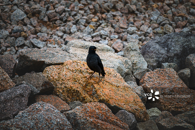 黑鸟风头八哥图片素材