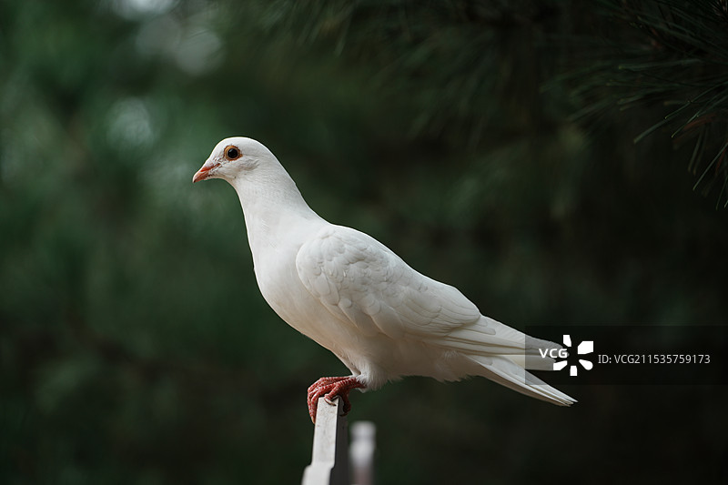鸽与鸟图片素材