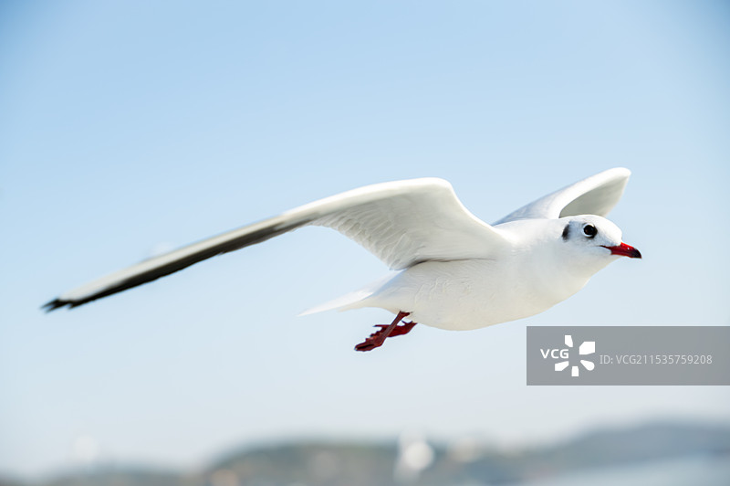 鼋头褚图片素材