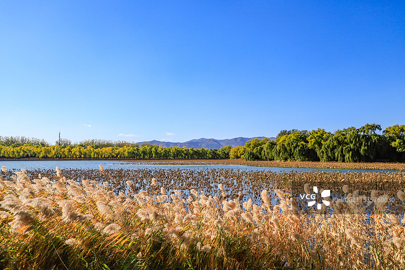 初冬颐和园芦苇荡与残荷图片素材