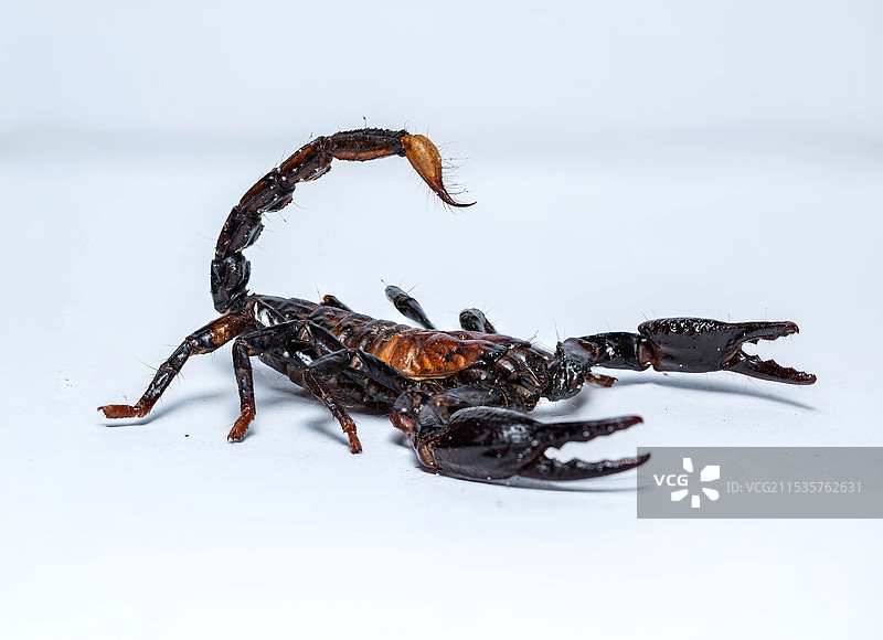 白色背景下的蝎子图片素材