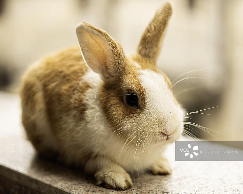 道奇兔图片素材