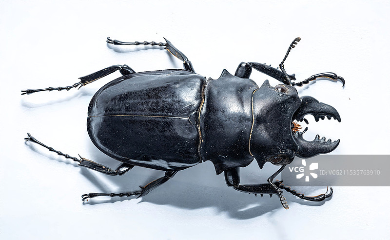 白色背景上的甲虫特写镜头图片素材