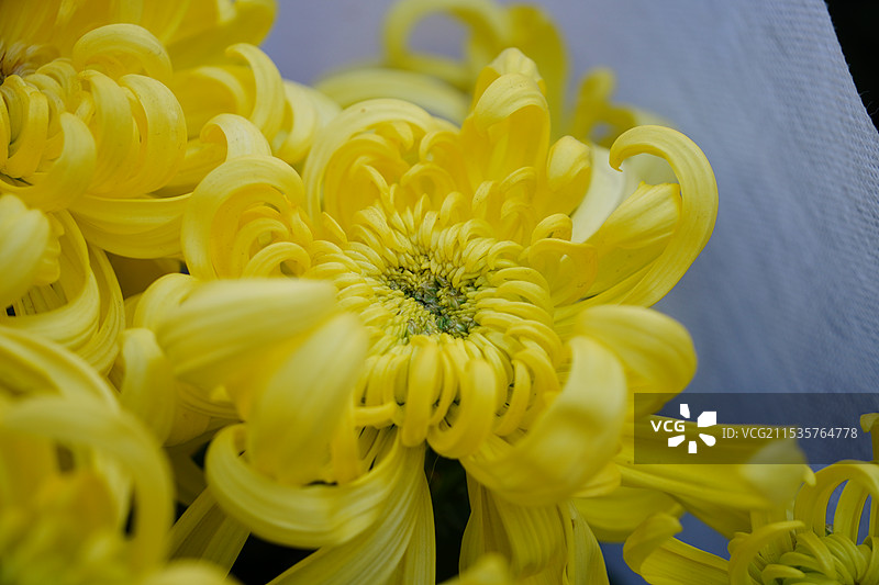 花市上的黄色菊花图片素材