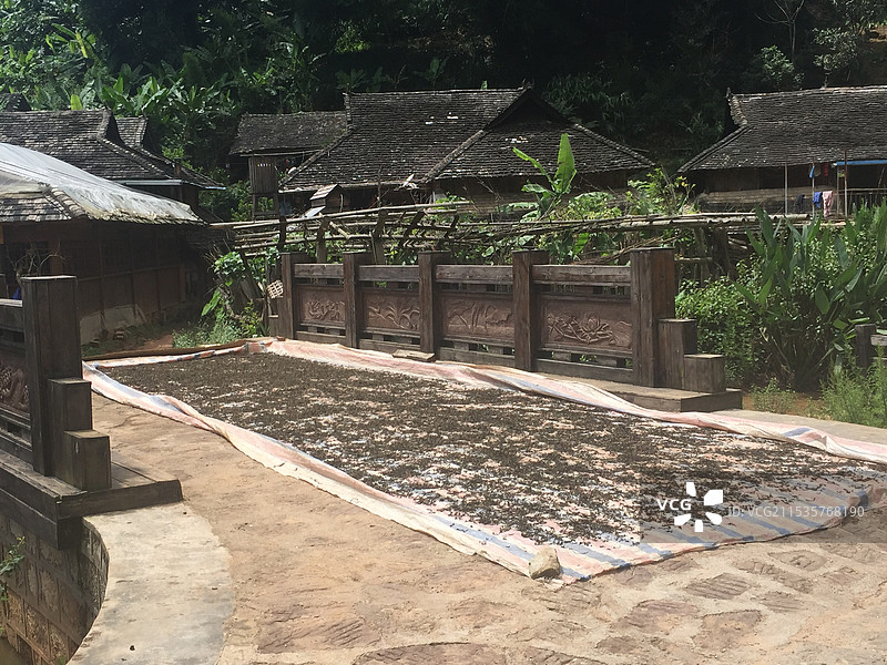 晒茶的普洱村寨图片素材