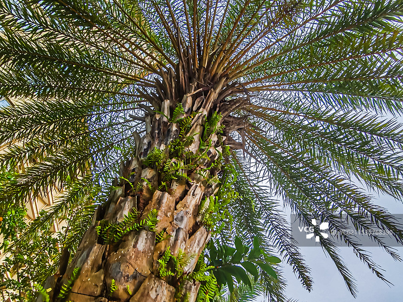 高高地的棕榈树图片素材