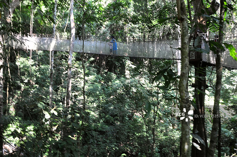 西双版纳热带雨林图片素材
