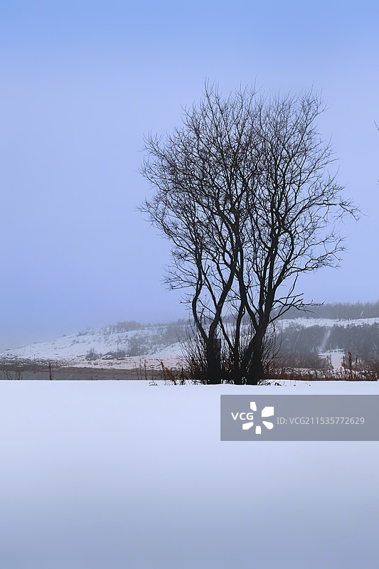 雪和树图片素材
