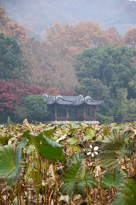 雾西湖，孤山公园，枯萎荷花图片素材