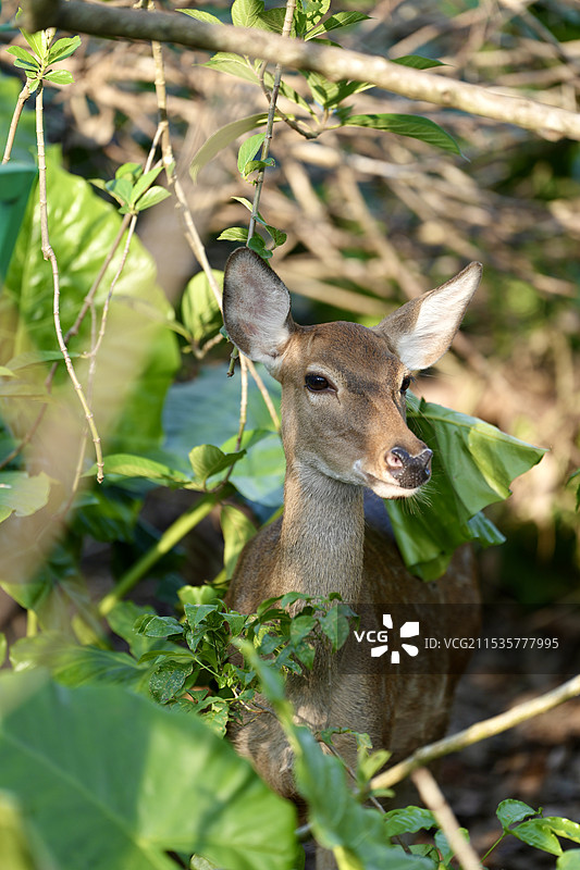 海口海南热带野生动植物园图片素材
