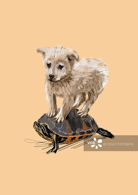 狗和乌龟图片素材