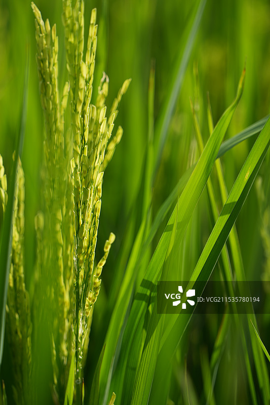 田间稻谷生长特写图片素材