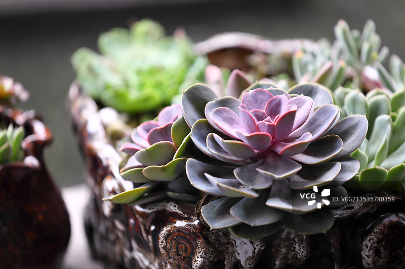 多肉植物图片素材