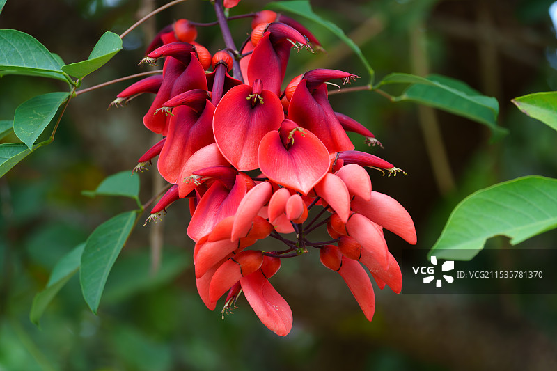 热带雨林的鸡冠刺桐图片素材
