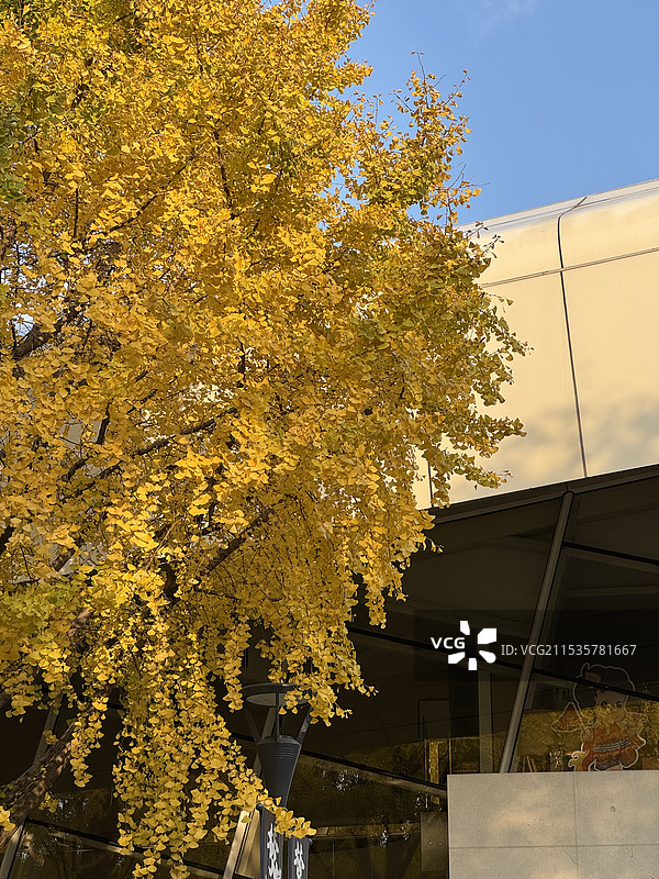 秋天上海文化广场现代建筑与金黄色的银杏树图片素材