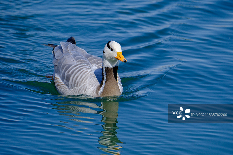 可爱斑头雁图片素材