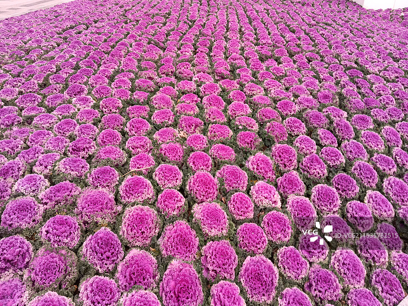 彩羽甘蓝图片素材