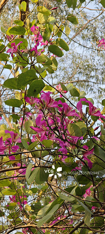 紫荆花开图片素材