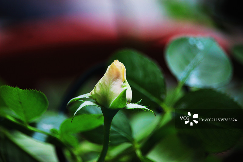 含苞待放图片素材