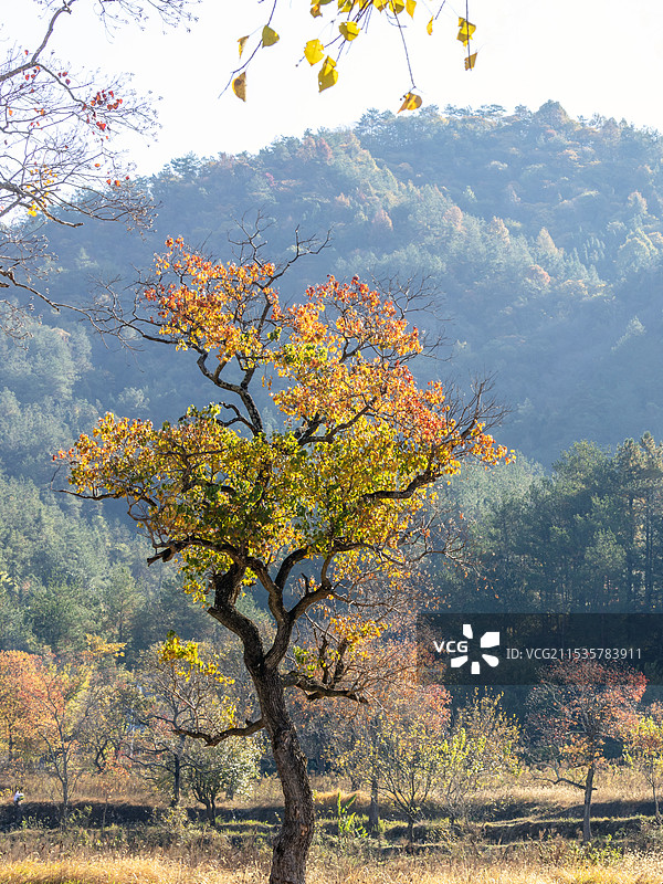 安徽大别山秋天红叶图片素材