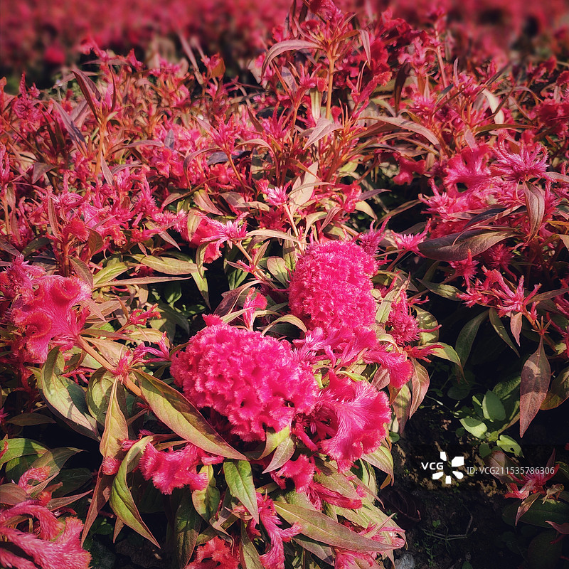 公园里艳丽的鸡冠花图片素材