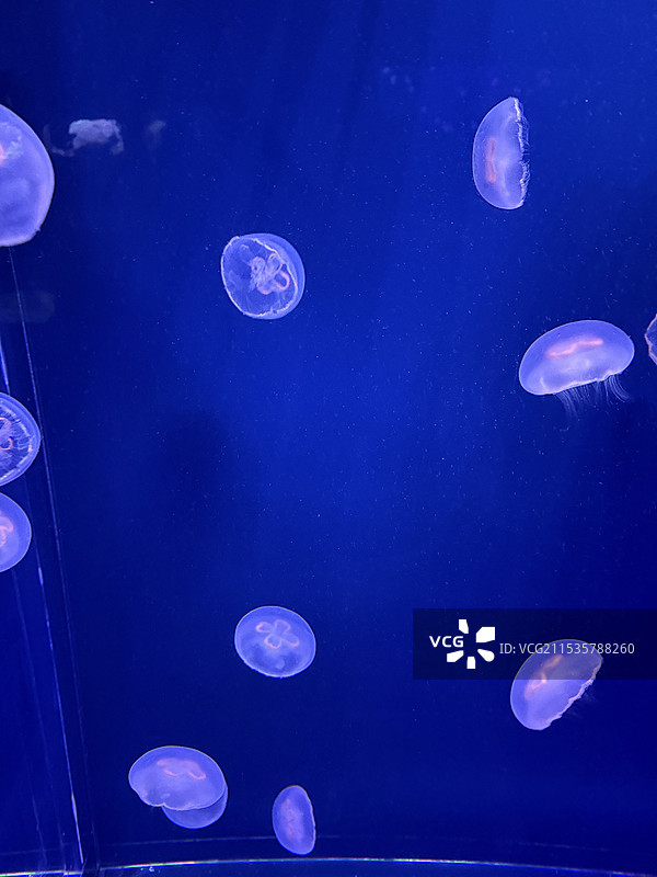 海洋馆里的发光水母墙图片素材